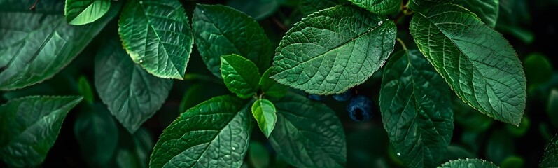 Green leaves of blueberry. 