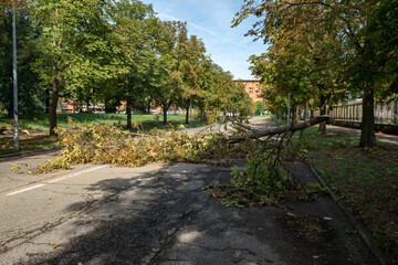 Wall Mural - trees felled and trunks broken by strong gusts of wind on the city, extensive damage caused by the c