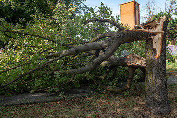 trees felled and trunks broken by strong gusts of wind on the city, extensive damage caused by the c