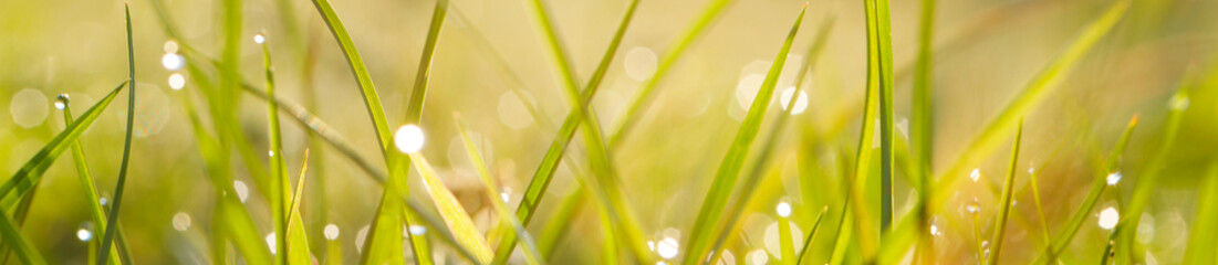 Wall Mural - Abstract nature background. Green grass with morning dew