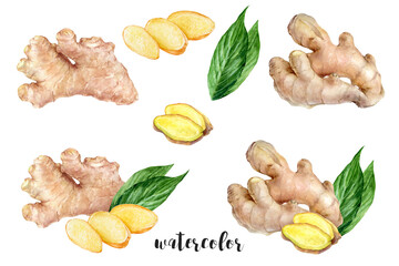 Wall Mural - Vibrant watercolor illustrations showcasing fresh ginger, capturing their essence