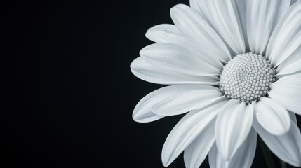 Wall Mural - Close-up of a Single White Daisy