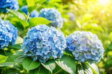 Wall Mural - Vibrant blue hydrangea flowers bloom in a sunny garden, set against a serene outdoor backdrop with ample copy space, evoking feelings of tranquility and serenity.