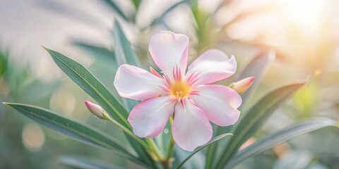 Vibrant pink oleander flower blooms solitary on a crisp white background, its delicate petals and yellow center radiating beauty and serenity in perfect isolation.