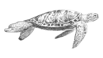 Canvas Print - Png turtle swimming sketch illustration, transparent background