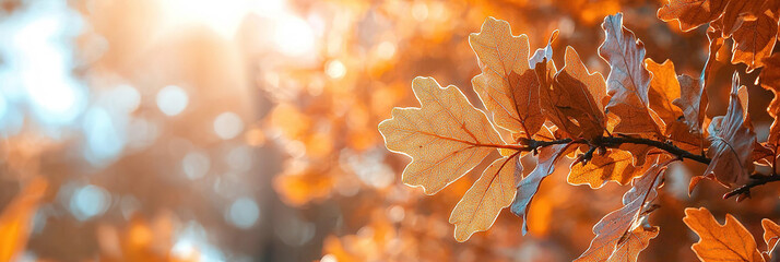 Wall Mural - Autumn oak leaves in the sun, blurred background, autumn nature concept with copy space. Beautiful autumnal scene. Backdrop of the fall season. Orange and yellow color design, sunlight.