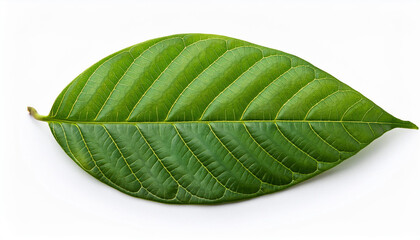green cocoa leaf isolated on white