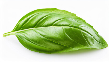 Green Basil leaf isolated on white