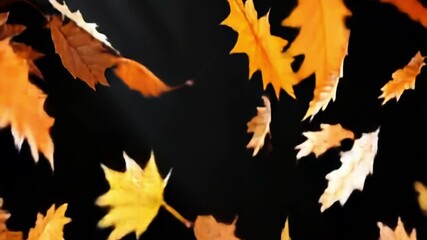 Wall Mural - Animation with maple leaves with autumn colors on black background