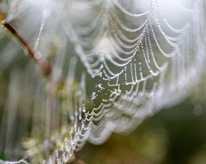 Wall Mural - dew drops on spider webs, foggy landscape, early summer morning, morning dew