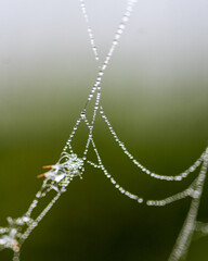 Wall Mural - dew drops on spider webs, foggy landscape, early summer morning, morning dew
