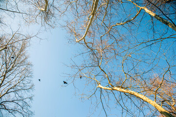 branches against blue sky