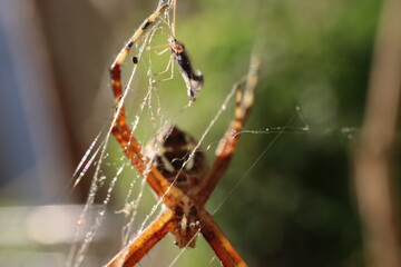 Argiope argentata, os Silver Argiope spider, on its web