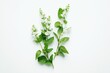 © ChaoticMind - Two sprigs of mint showcasing delicate white flowers arranged artistically on a plain backdrop, highlighting the serenity and poise of nature's elegance, ideal for botanical themes.