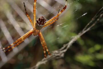 Argiope argentata, os Silver Argiope spider, on its web
