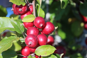 Canvas Print - Sweden. Malus is a genus of about 32–57 species of small deciduous trees or shrubs in the family Rosaceae, including the domesticated orchard apple, crab apples and wild apples.   