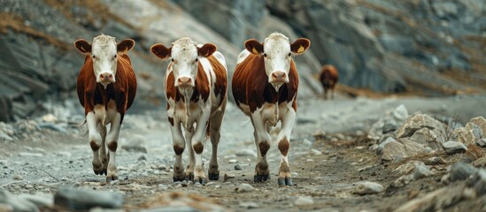 Poster - three cows are walking on a stony surface. copy space image. place for adding text and design