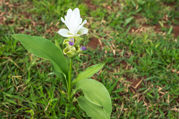 Beautiful Siam Tulip flower in the forest