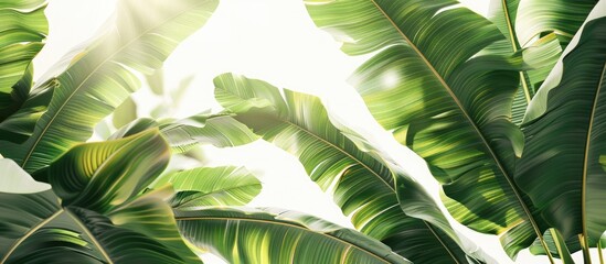 Canvas Print - A cluster of large green banana leaves from an exotic palm tree illuminated by sunlight against a white background The tropical plant foliage shows distinct texture Represents a pollution free symbol