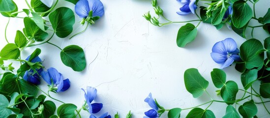 Canvas Print - Close up view of Butterfly pea Blue pea and green leaves with copyspace serving as a natural background or wallpaper