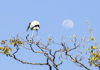 Wood Stork in a tree top