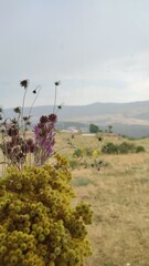 Wall Mural - A bouquet of mountain flowers in rainy weather