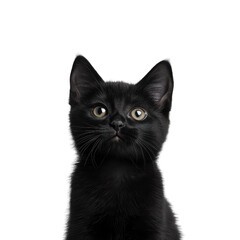 a black cat with bright eyes isolated on a white background.