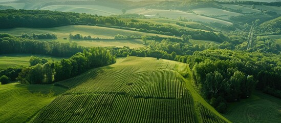 Wall Mural - Aerial view of green farmland featuring a rural landscape with corn crops forests and fields. Copy space image. Place for adding text and design