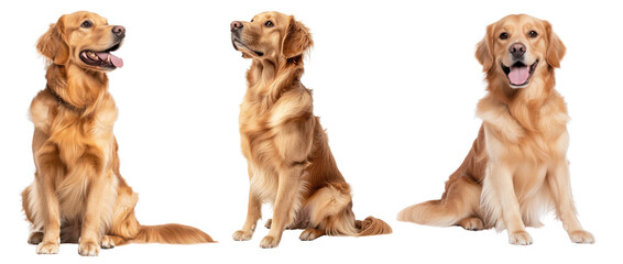 Three adorable golden retriever dogs isolated on a white background.