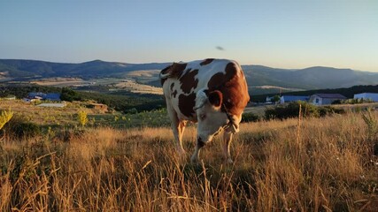 Wall Mural - cow in the mountains