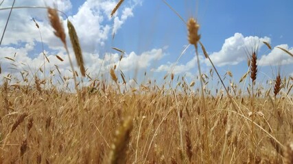 Wall Mural - wheat field in the summer