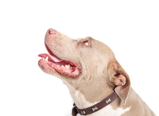 Curious dog looking up with open mouth and visible teeth. Head shot of large senior dog with collar. 10 years old female American Pitbull terrier, silver fawn color. Selective focus. White background.