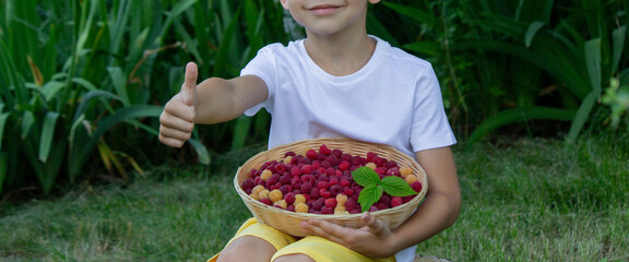 Wall Mural - boy picks and eats raspberries. Selective focus