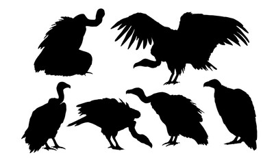 Wall Mural - Set of American vulture silhouettes. Wild birds of Africa. Realistic vector animals