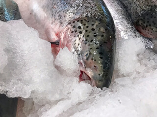 Photos of fresh salmon on ice, perfect for illustrating fishing, culinary, or seafood market themes. 