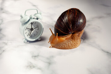 The Achatina snail and alarm clock on the table. Dinner time. Hypoallergenic exotic pet.