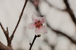 © Claudia Hi - beautiful isolated peach flower on branch