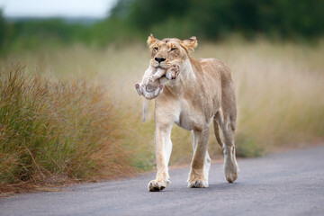 Wall Mural - lioness (panthera leo) mother walking while carrying her newborn cub in her mouth, kruger national p