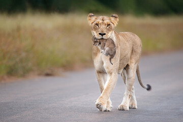 Sticker - Lioness (Panthera leo) mother walking  while carrying her newborn cub in her mouth, Kruger National Park, Mpumalanga, South Africa