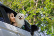 © kamonrat - Woman Enjoying a Sunny Drive with Her Fluffy Pomeranian, Embracing Nature
