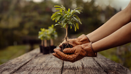 A person wearing gardening gloves holds a small seedling over a wooden table, symbolizing nurturing, growth, and care in a peaceful outdoor environment.