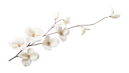 Wall Mural - white cherry blossom isolated on transparent background cutout