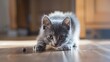 © Emma - Cute grey kitten is hunting and chasing the laser pointer on the floor