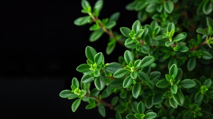 Wall Mural - Close Up of Fresh Thyme Leaves on Black Background