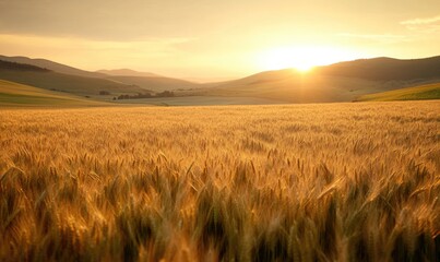 Wall Mural - Wheat field at dawn, soft light, golden hues, misty horizon