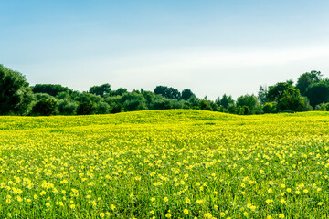 spring green field background with yellow and salad flowers. nature garden backdrop with plant growth