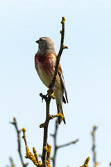 Wall Mural - Linotte mélodieuse,.Linaria cannabina, Common Linnet