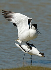 Wall Mural - Avocette élégante, Recurvirostra avosetta, Pied Avocet