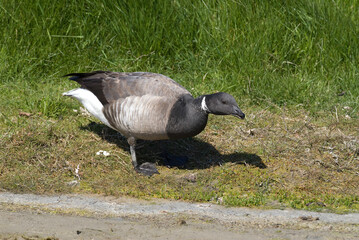 Wall Mural - Bernache cravant,.Branta bernicla, Brant Goose,