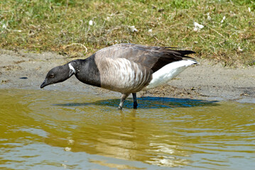 Wall Mural - Bernache cravant,.Branta bernicla, Brant Goose,